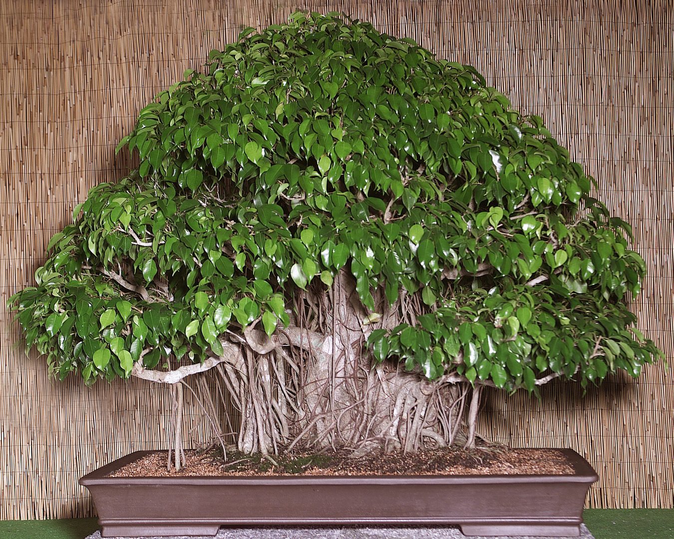 Fotos del Ficus benjamina