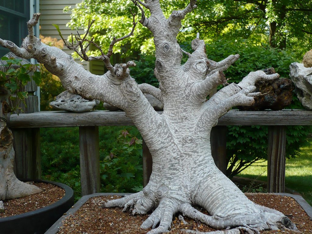 Fotos del Ficus Retusa