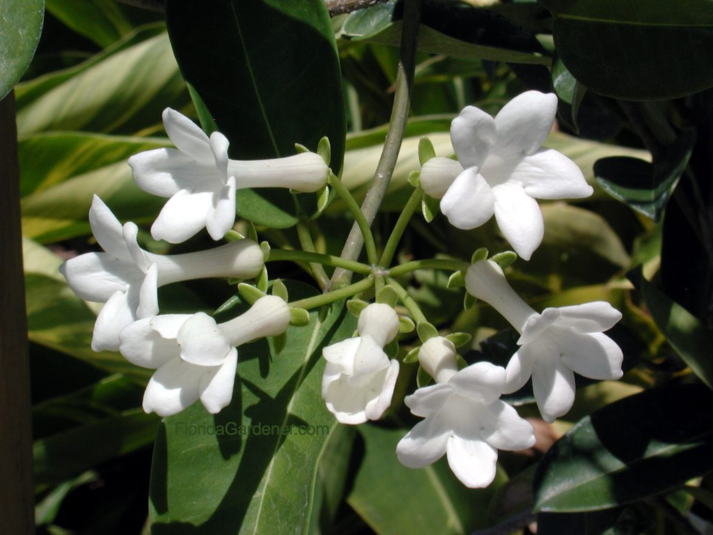 Flores de jazmín de Madagascar