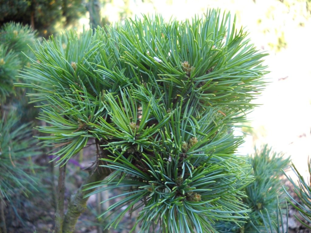 Planta Pinus parviflora