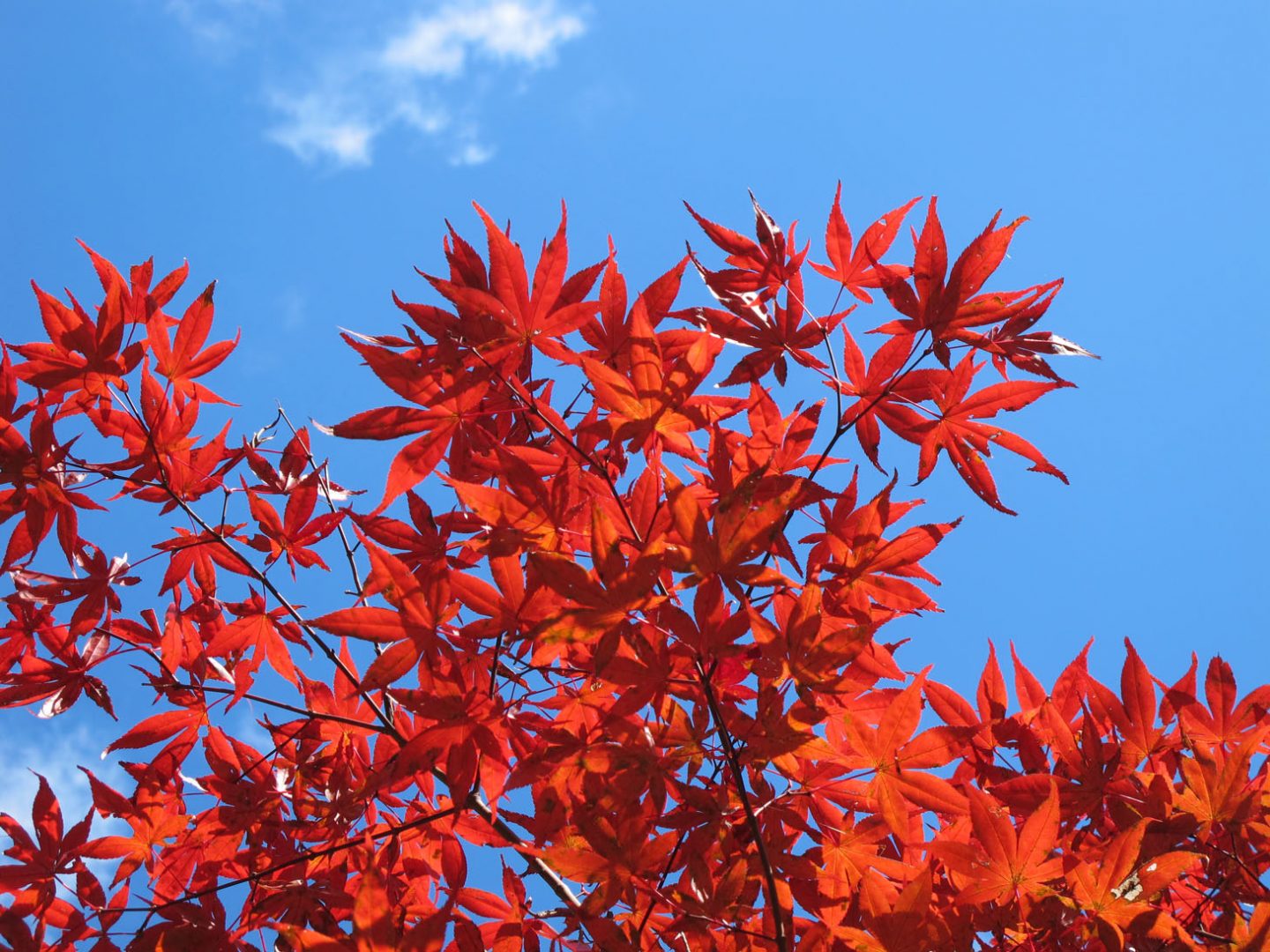 Acer palmatum