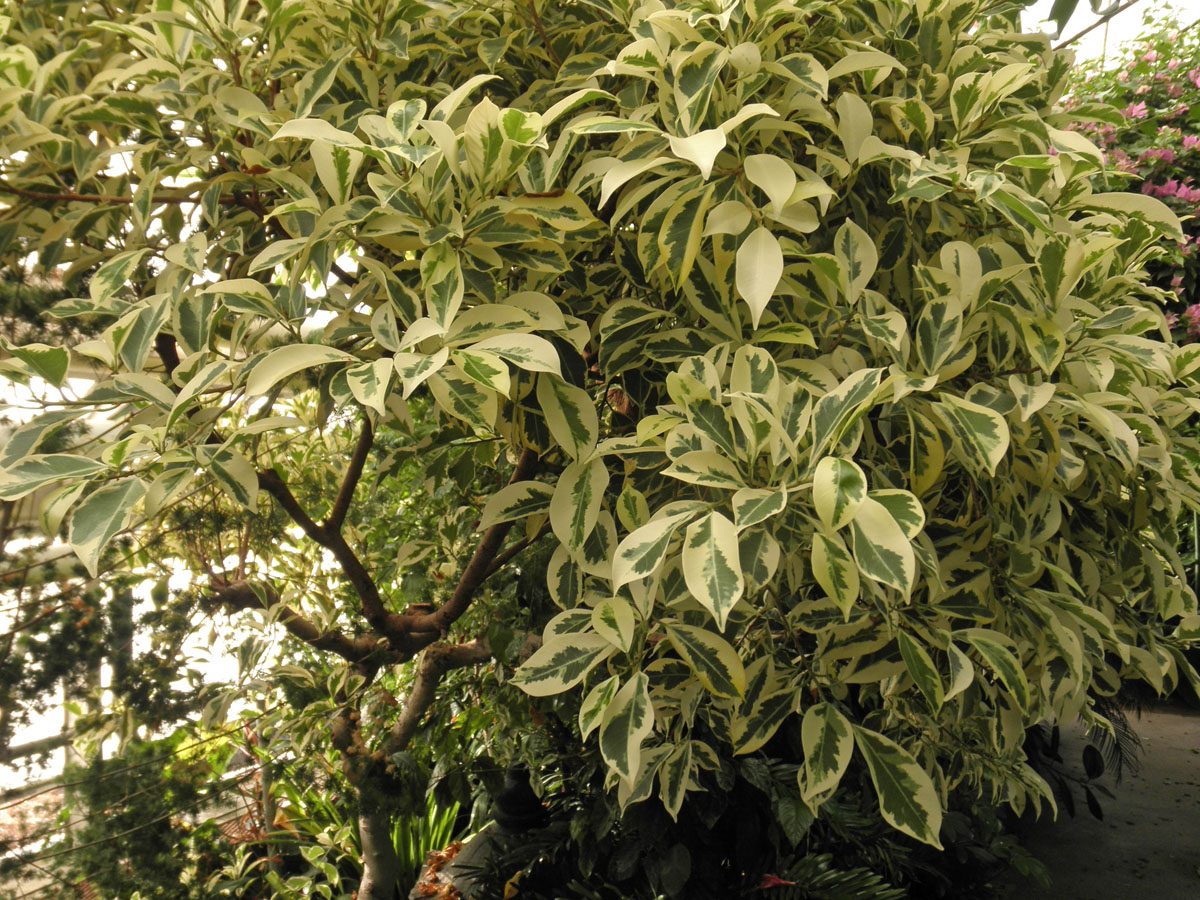 Árbol benjamín