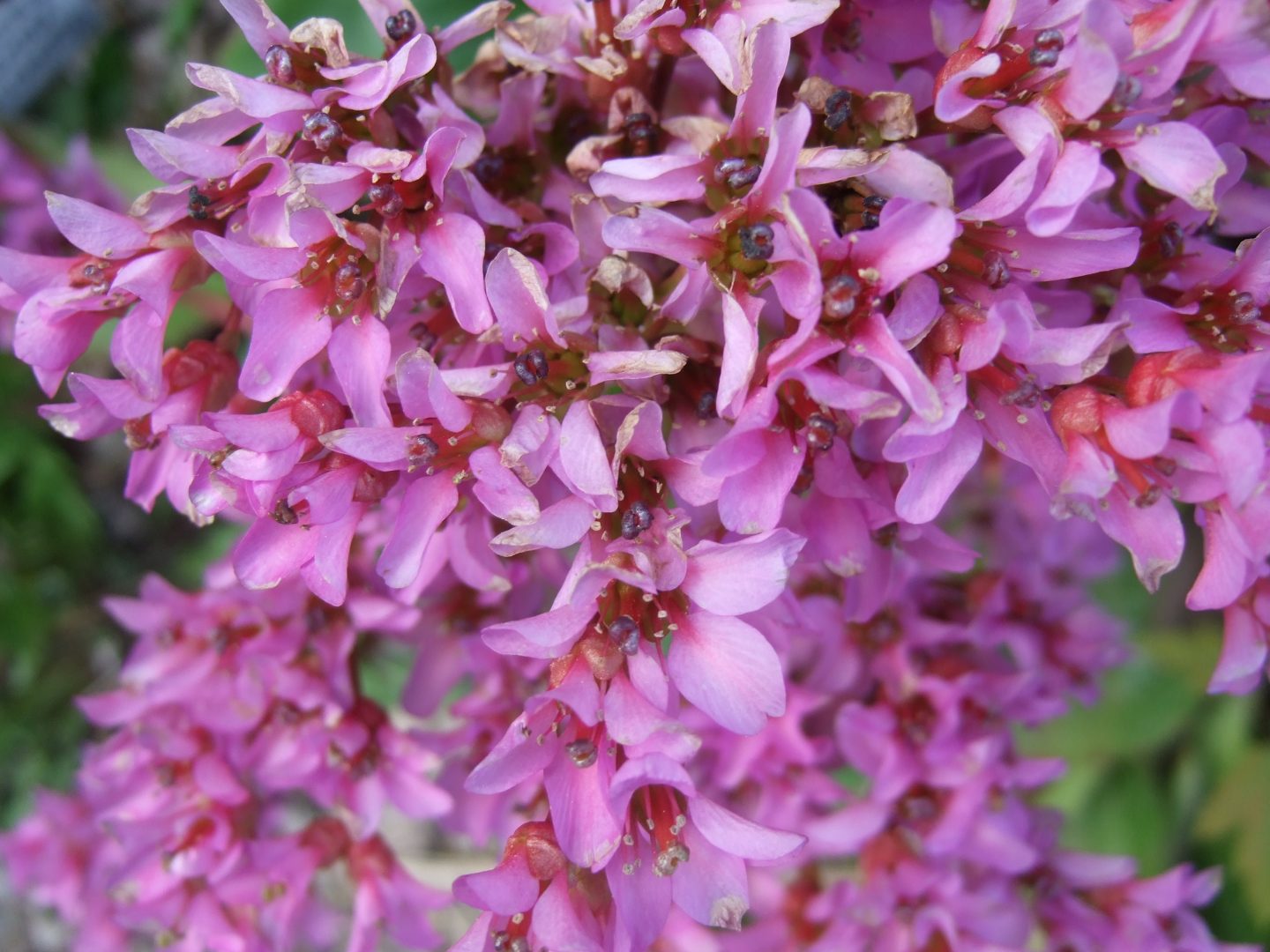 Bergenia crassifolia