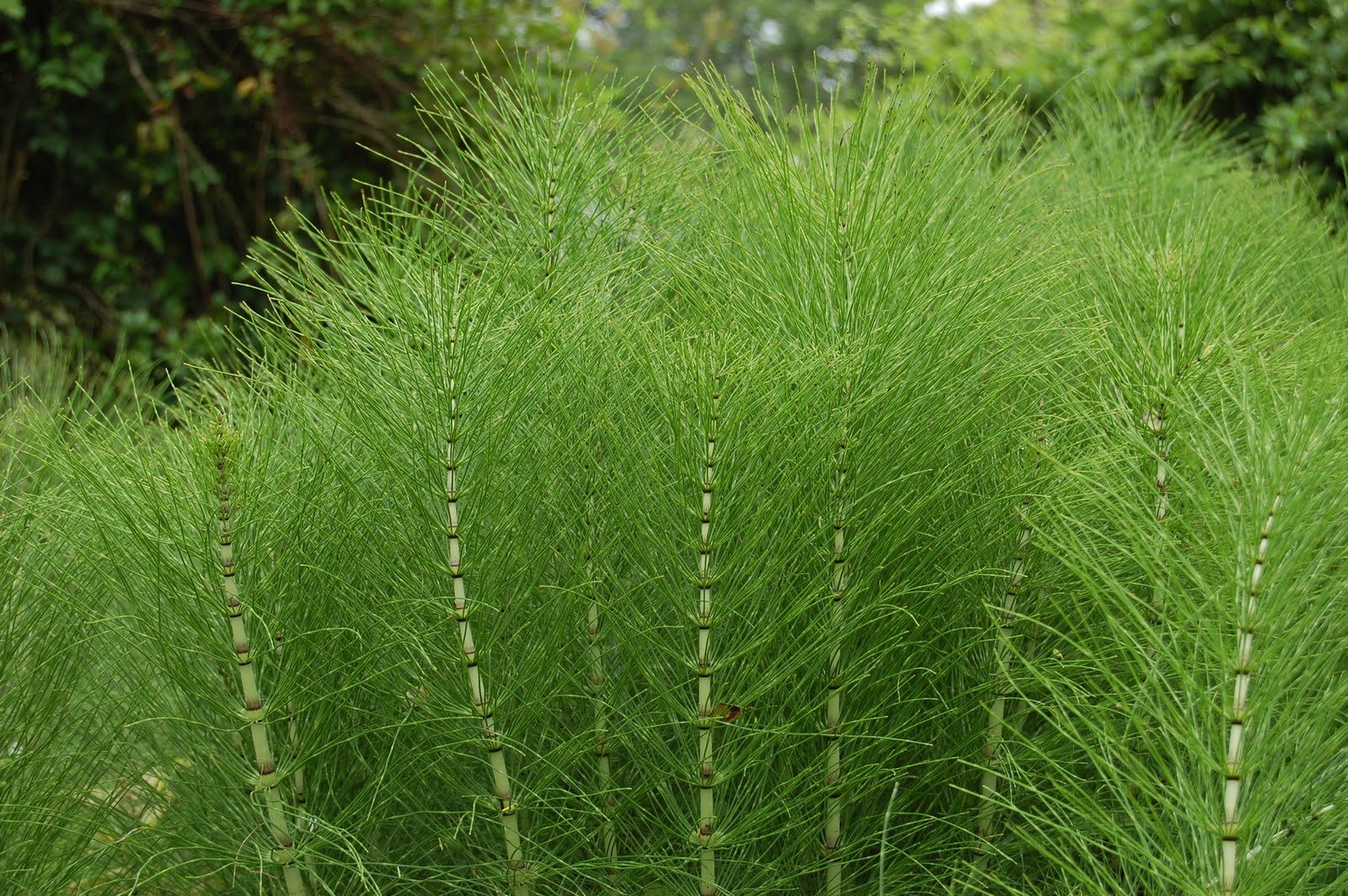 Equisetum arvense