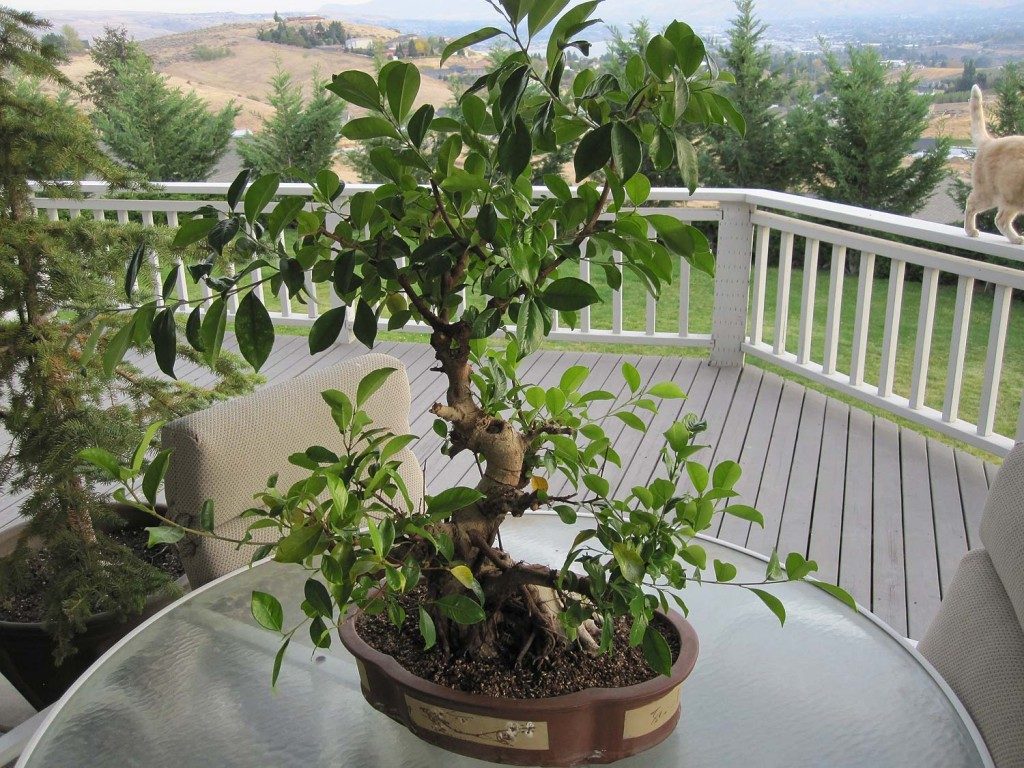 Ficus benjamina