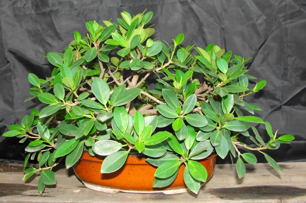 Ficus de Indias