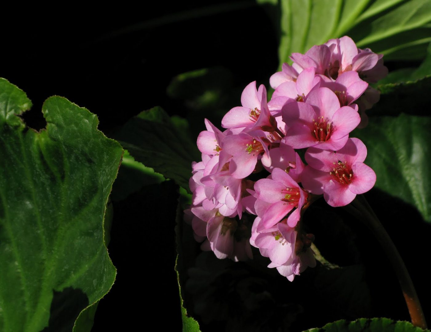 Flores Bergenias