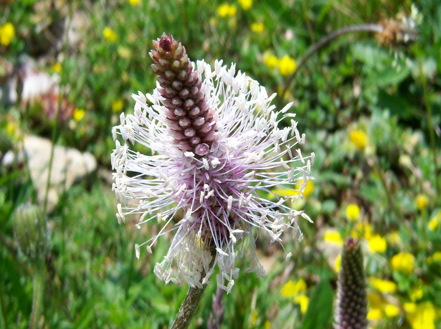 Fotos de Plantago major