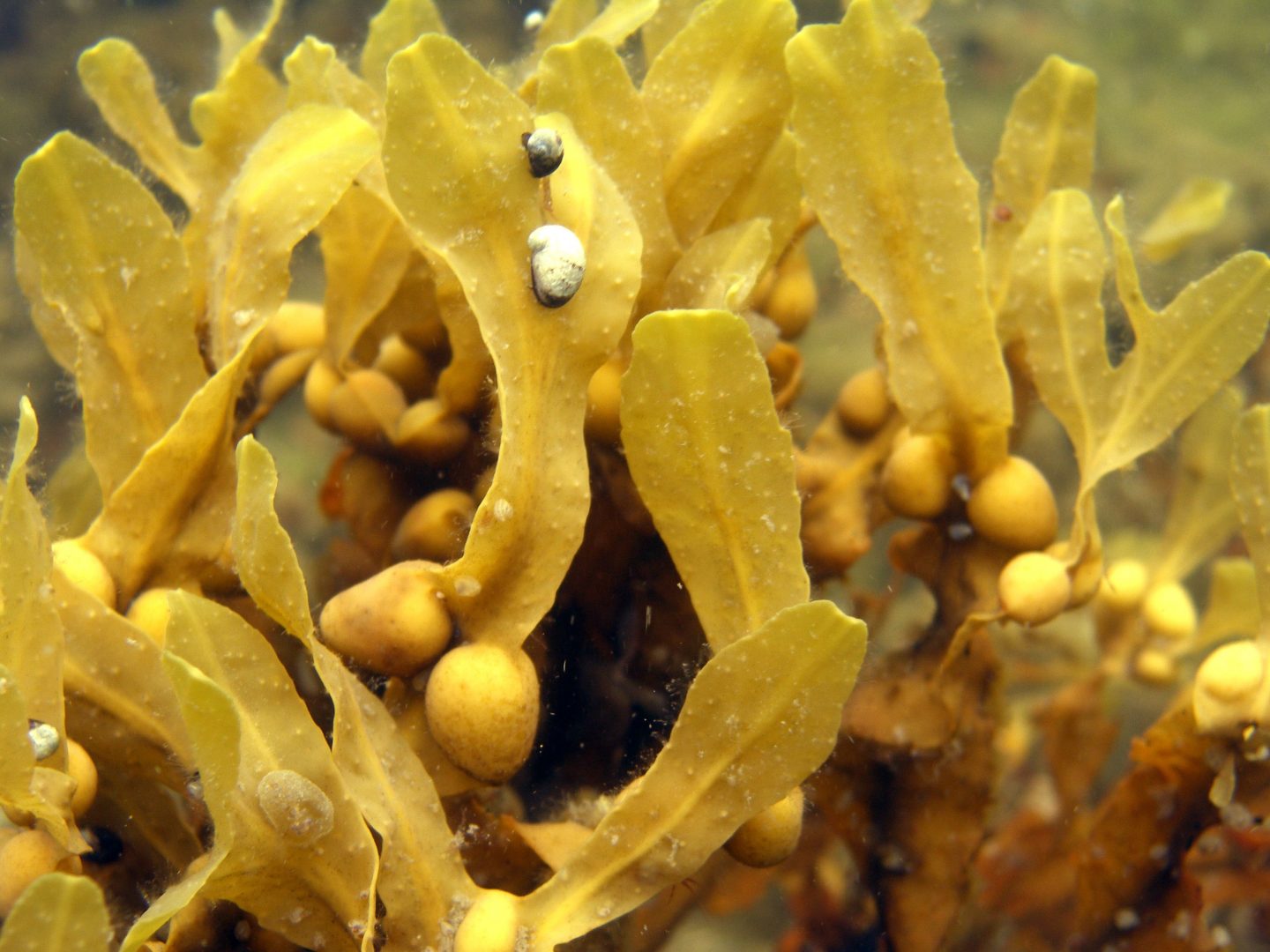 Fucus Vesiculosus