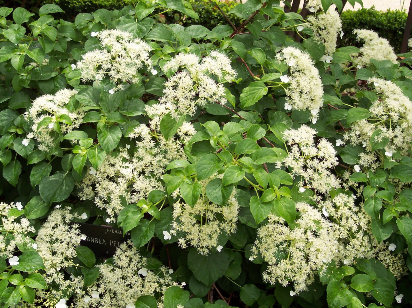 Hydrangea petiolaris