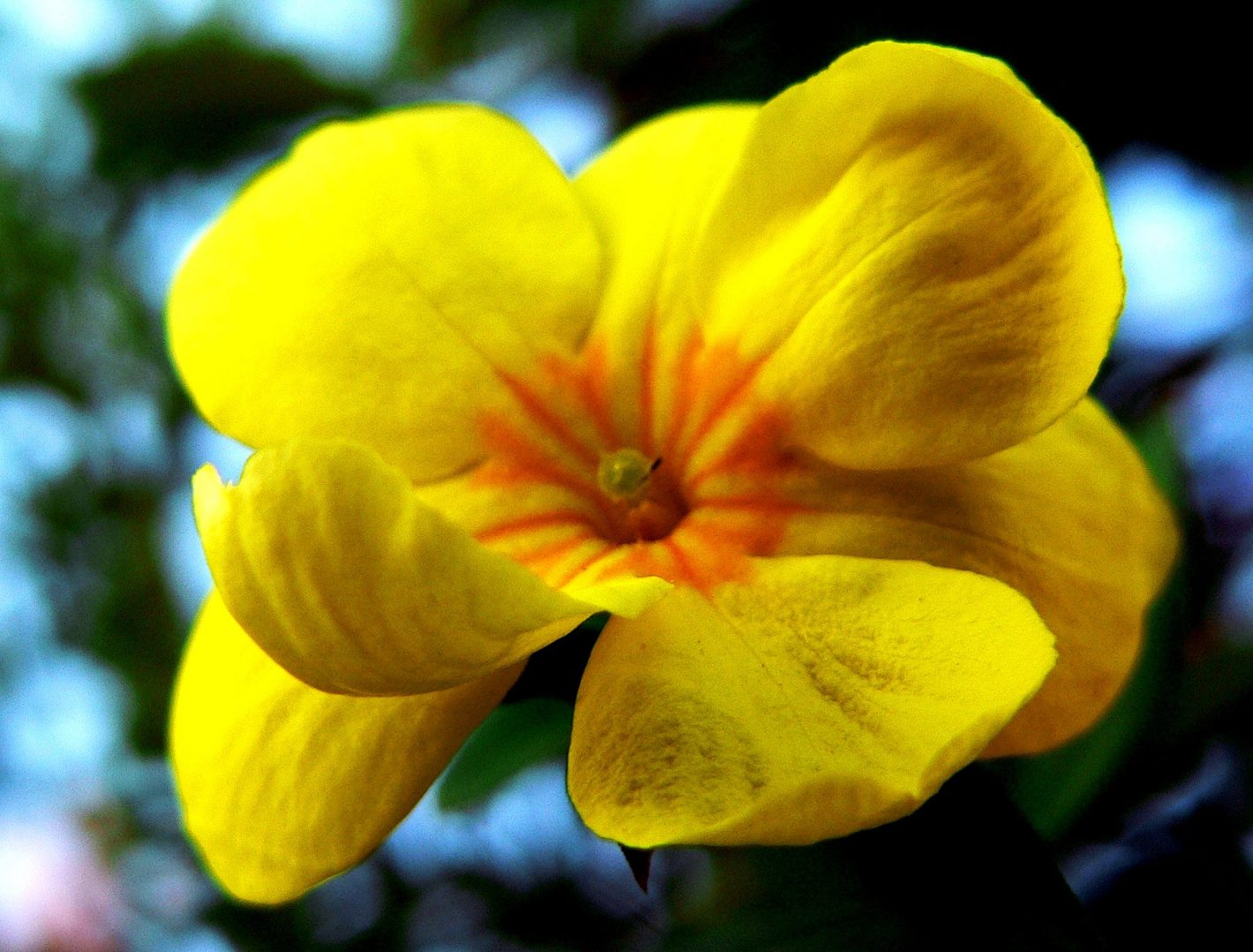 Jasminum nudiflorum