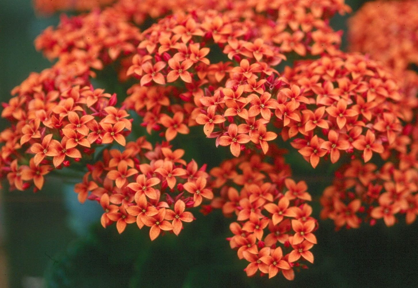 Kalanchoe blossfeldiana