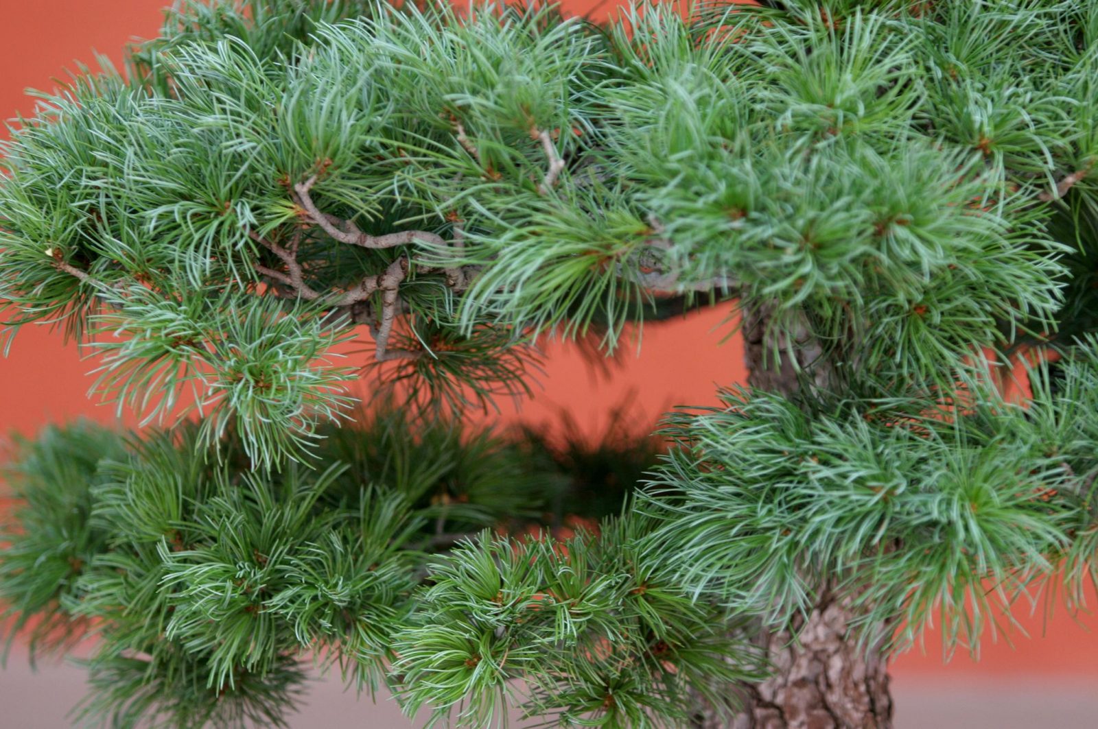 Pinus parviflora