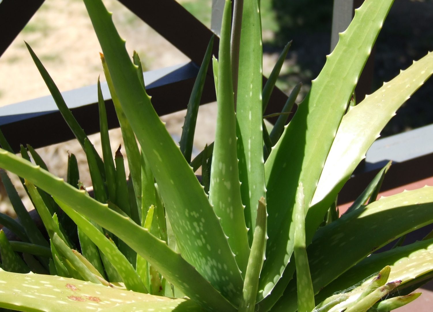 Planta Aloe Vera