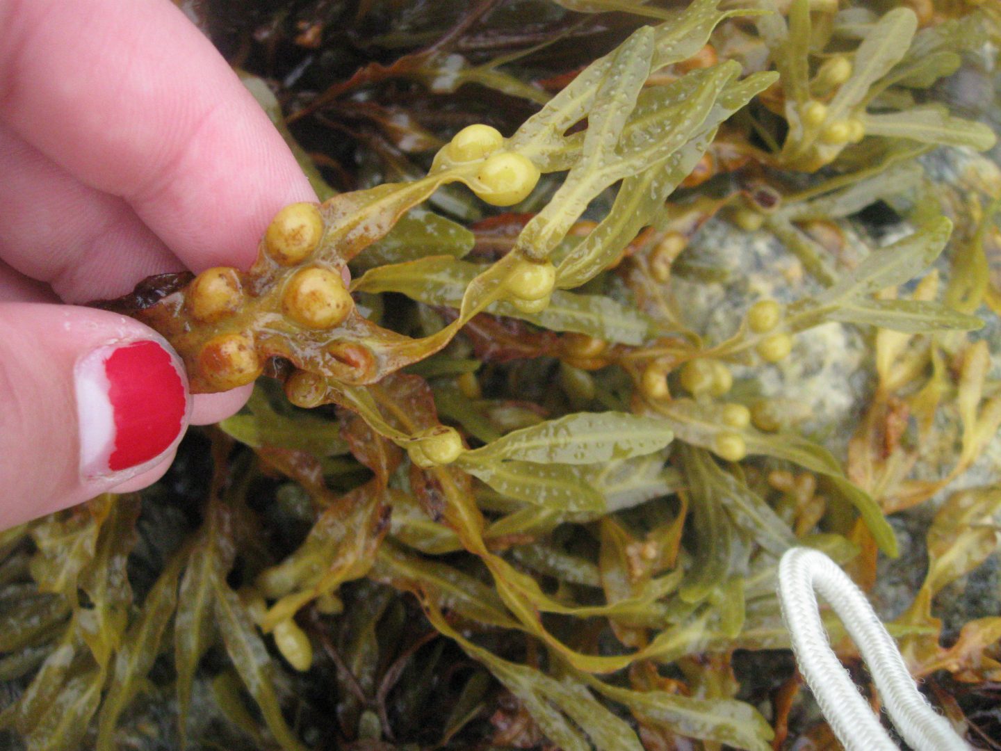 Plantas Fucus Vesiculosus