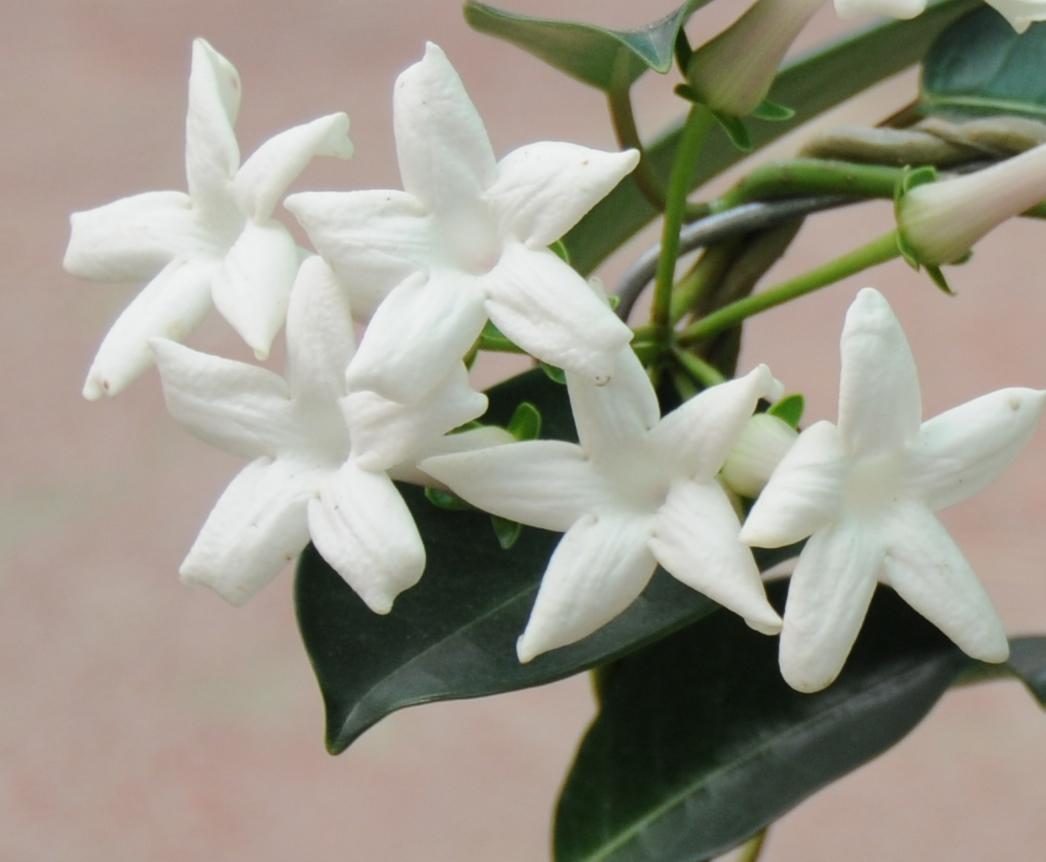 Stephanotis floribunda