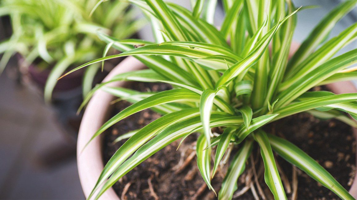 10 plantas que purificarán el aire de tu hogar
