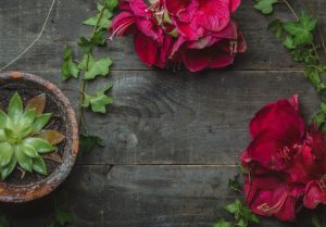 Plantas románticas que puedes regalar