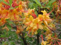 Azalea japónica