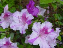 Azaleas