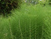 Equisetum arvense