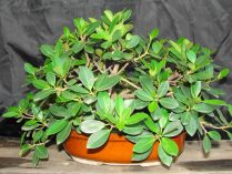 Ficus de Indias