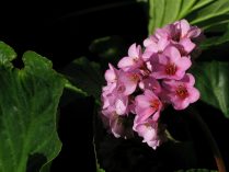 Flores Bergenias