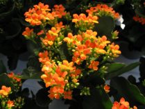 Flores Calanchoes