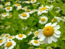 Flores de manzanillas