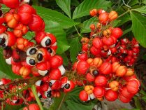 Fotos de guaraná