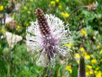 Fotos de Plantago major