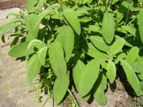 Fotos de Salvia officinalis