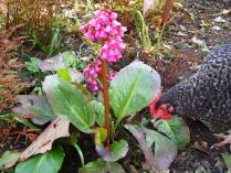 Hortensia de invierno