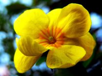 Jasminum nudiflorum