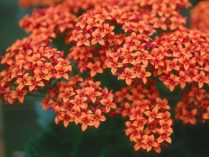 Kalanchoe blossfeldiana