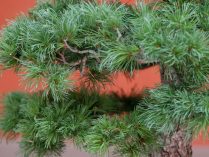 Pinus parviflora