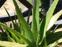 Planta Aloe Vera