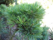 Planta Pinus parviflora