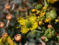 Planta Ruta graveolens