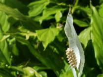 Spathiphyllum wallisii