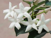 Stephanotis floribunda