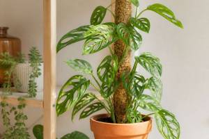 Monstera adansonii: cuidados, tutor y propagación paso a paso